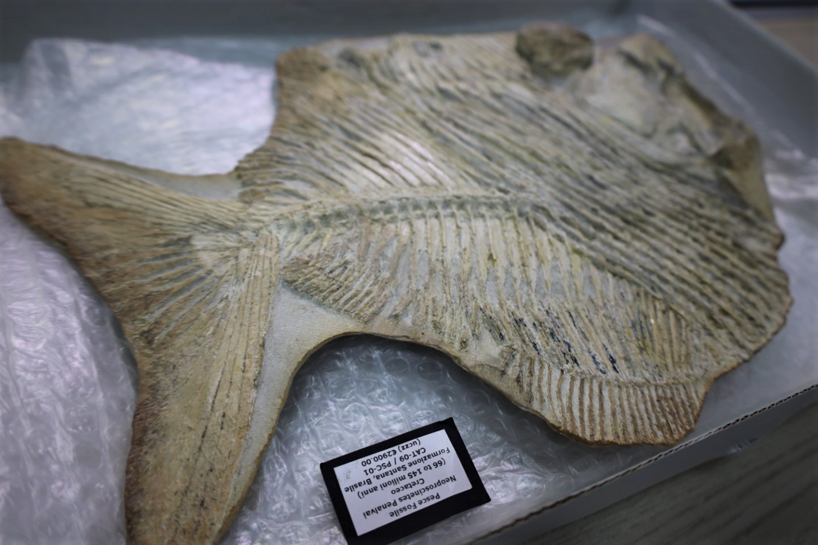 URCA recebe do MPF fóssil repatriado de mais de 110 milhões de anos