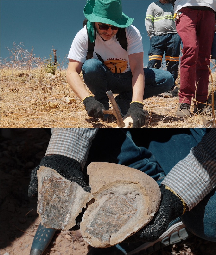 Pesquisa inédita com participação do Laboratório de Paleontologia da URCA registra os primeiros fósseis de pterossauros da Formação Romualdo no Piauí