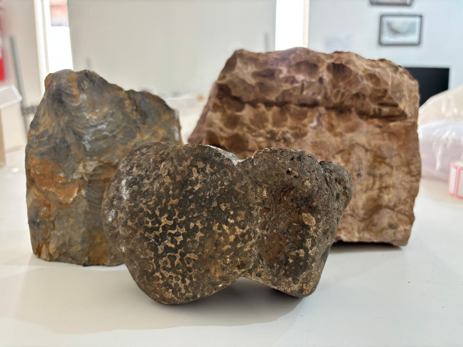Parceria interinstitucional entre URCA e UNB fortalece pesquisas e ensino de Paleontologia no Cariri