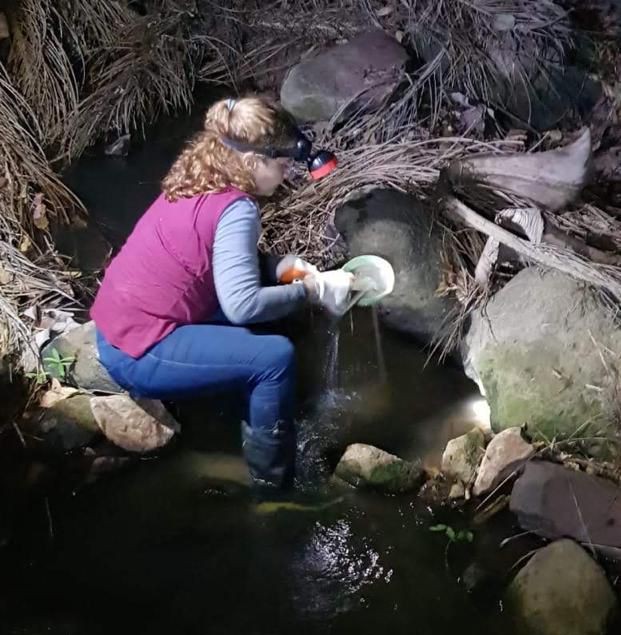 Redescoberta na Chapada do Araripe: espécie de inseto é registrada novamente no Ceará após mais de 110 anos