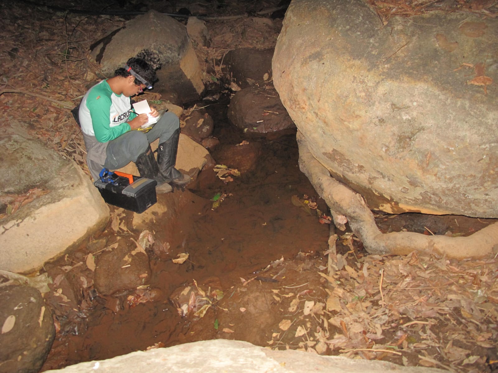Pequeno gigante da Chapada do Araripe: pesquisa da URCA revela risco crítico de extinção do raro caranguejo Guajá-do-Araripe